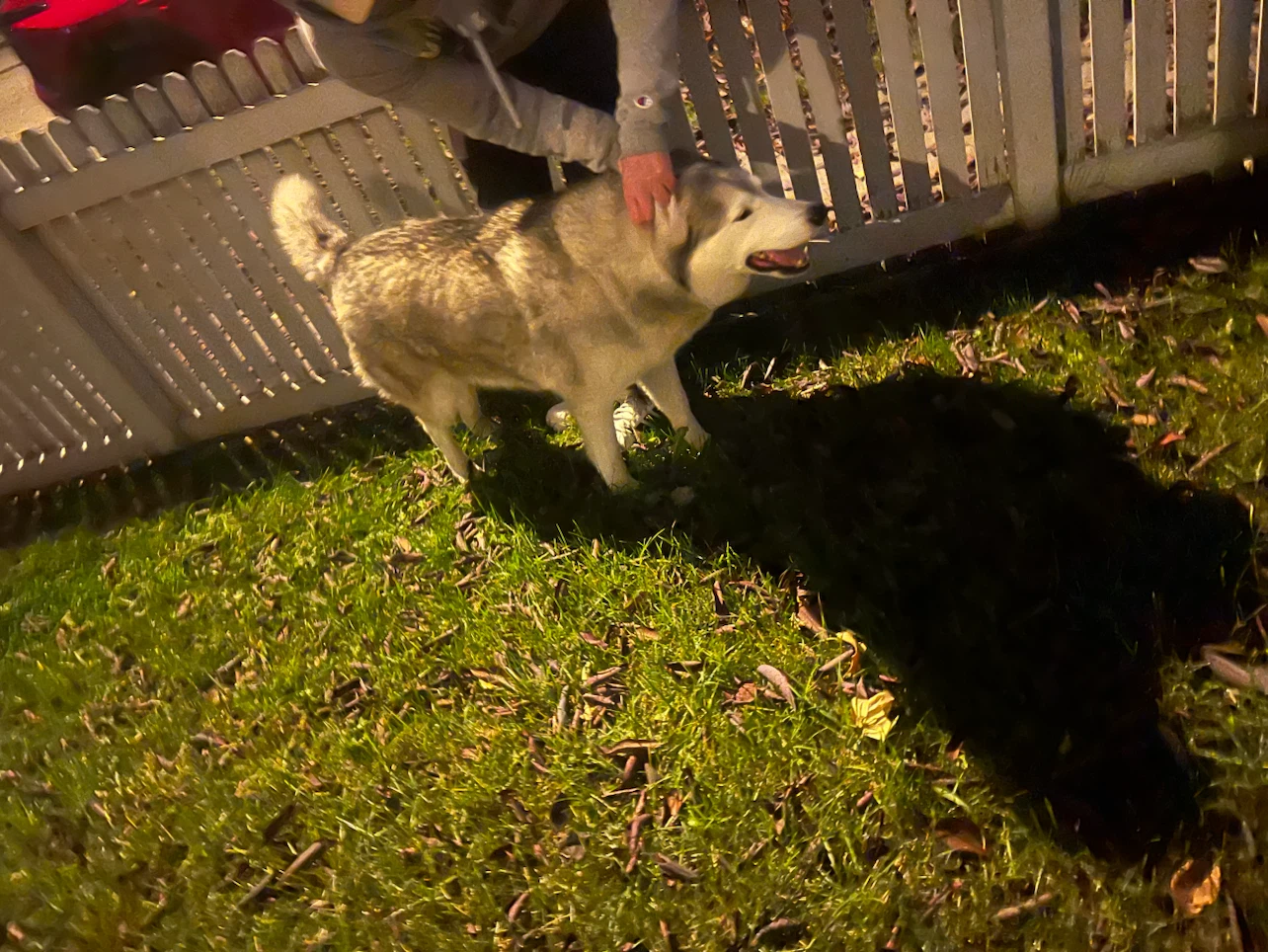 Found a beautiful  husky in McKenzie town - photo 4