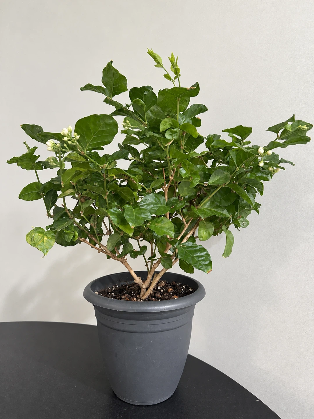 Potted Jasmine Plant 10 inch