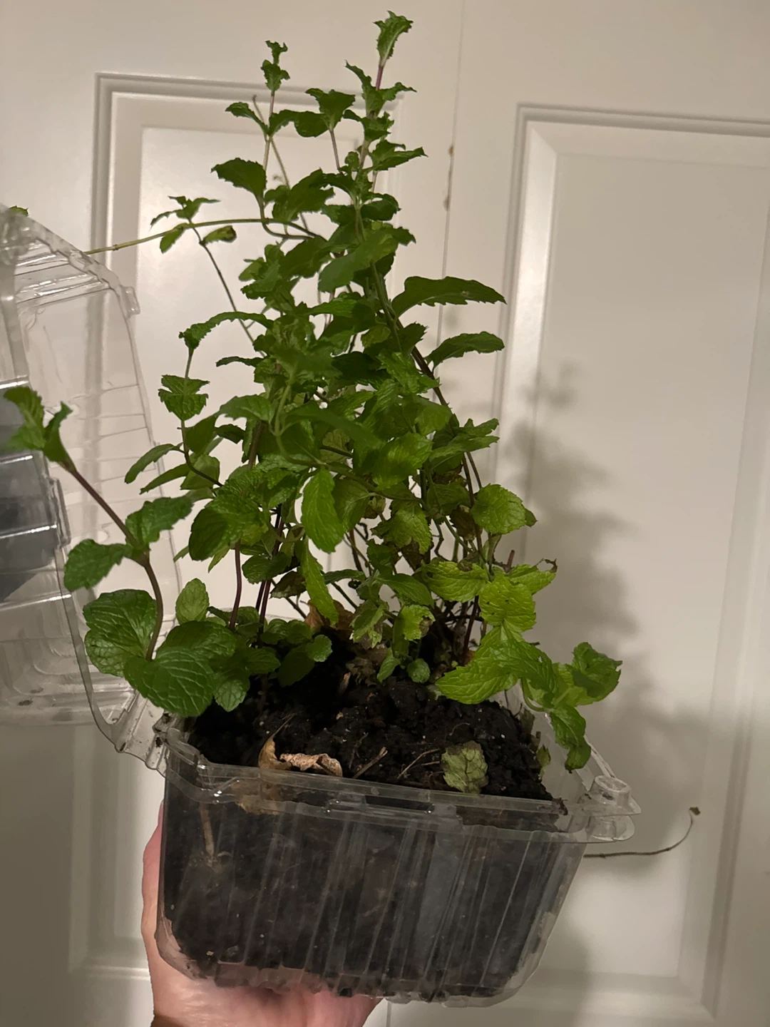 Fresh Mint Plant