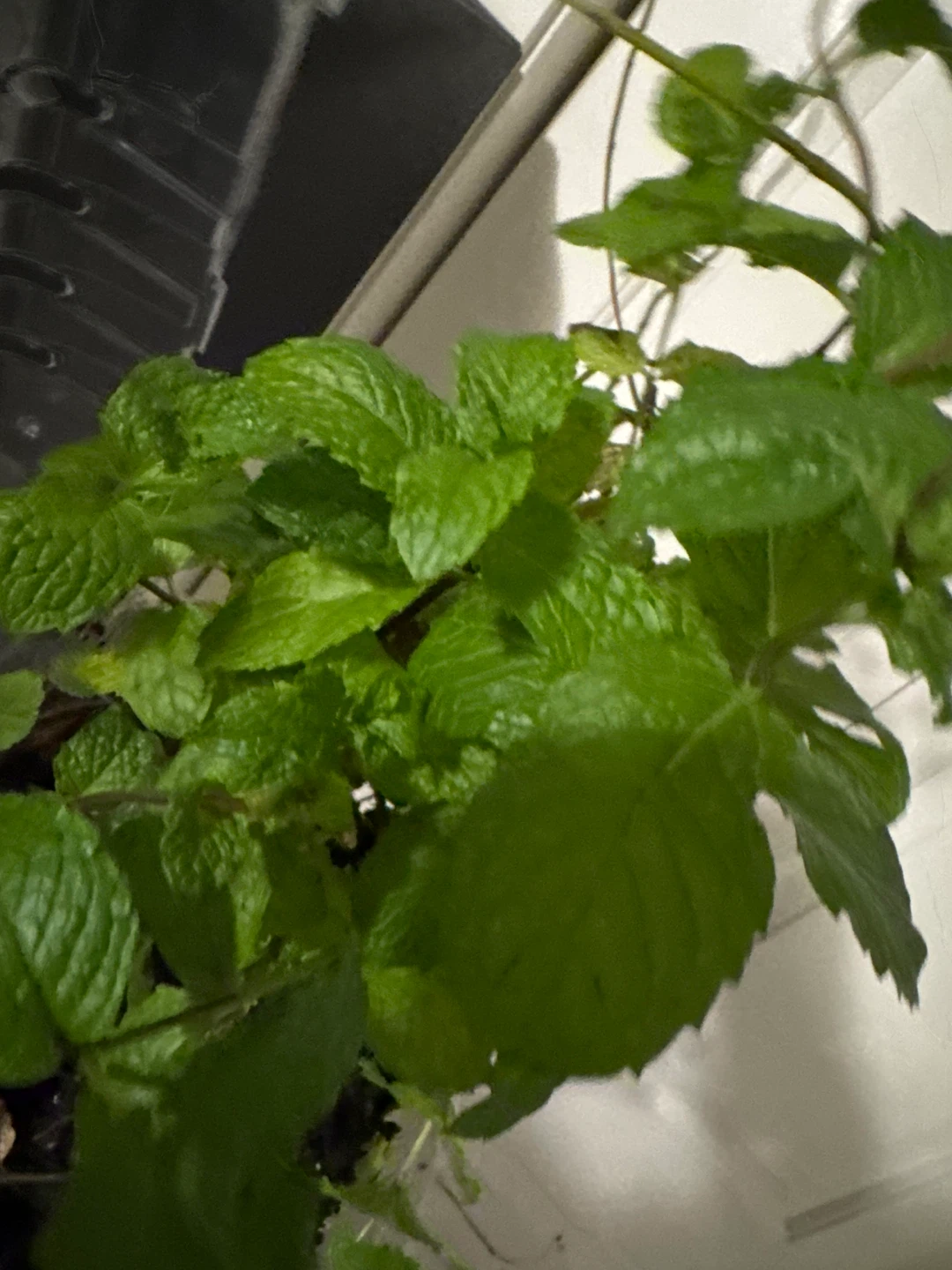 Fresh Mint Plant - photo 2