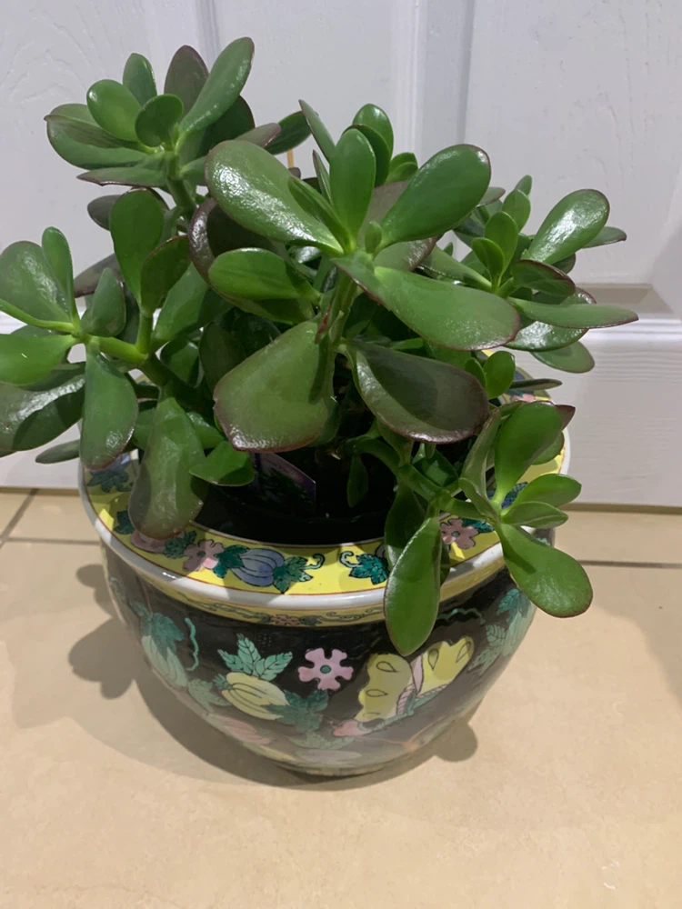 Crassula Ovata Jade Plant in Ceramic Planter