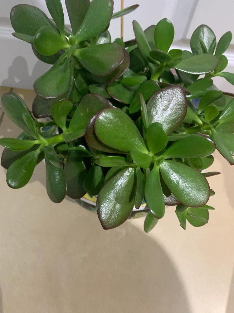 Crassula Ovata Jade Plant in Ceramic Planter - photo 2