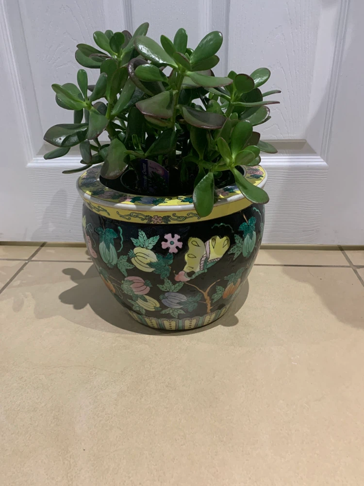 Crassula Ovata Jade Plant in Ceramic Planter - photo 3