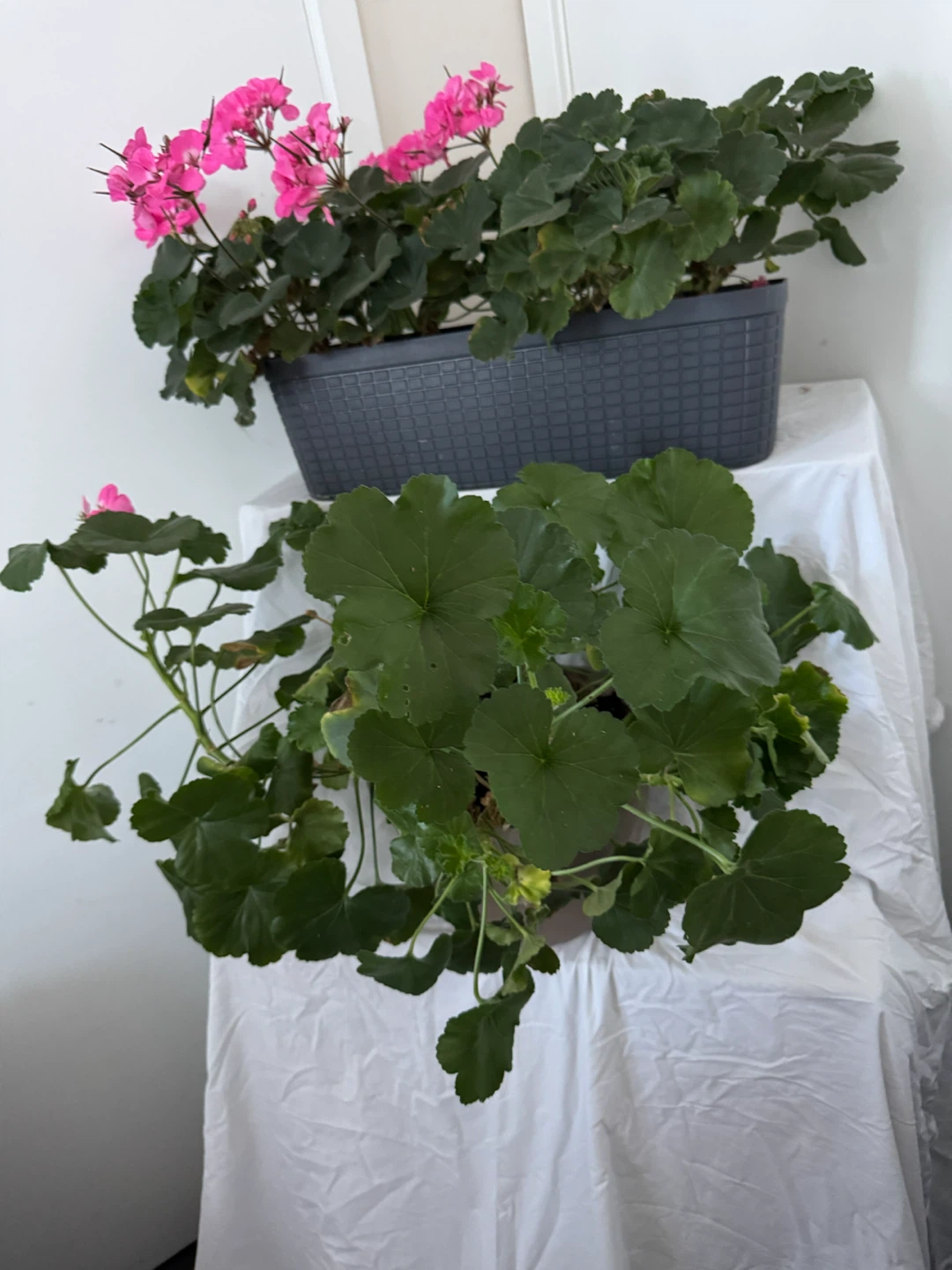 2 Huge Real Pink Geranium Plants Now asking $10 for Both plants - photo 5