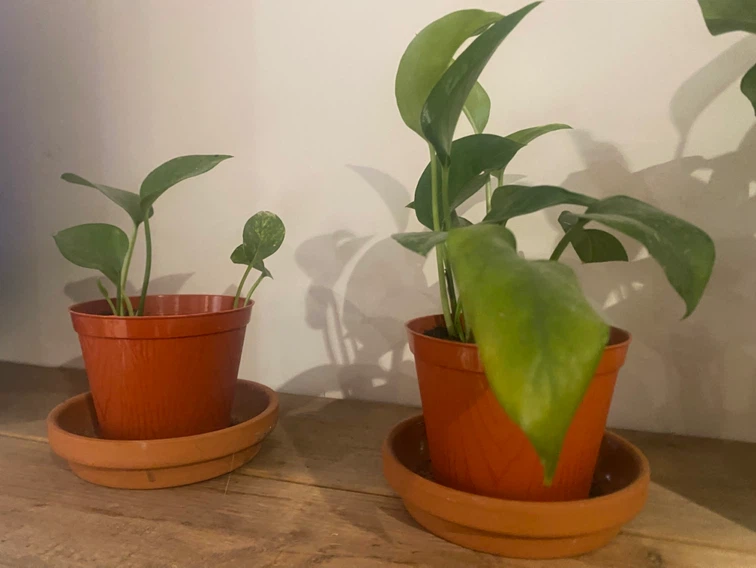 Pathos plants Vinet growing plants