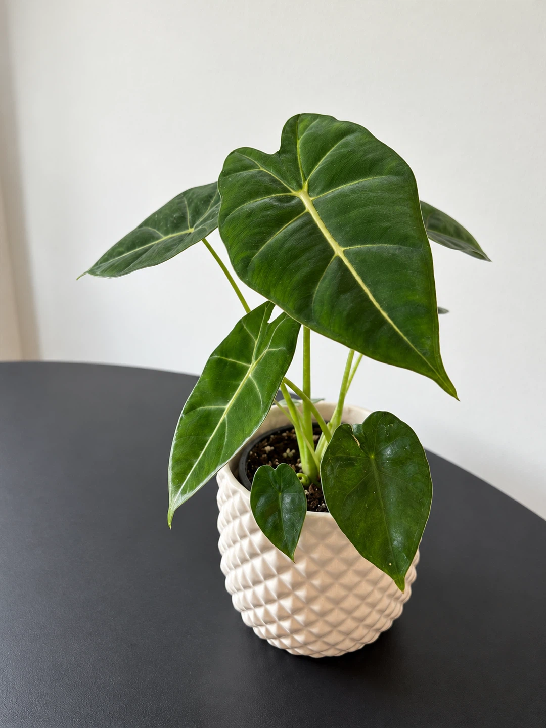 Alocasia Plant in Nursery Pot