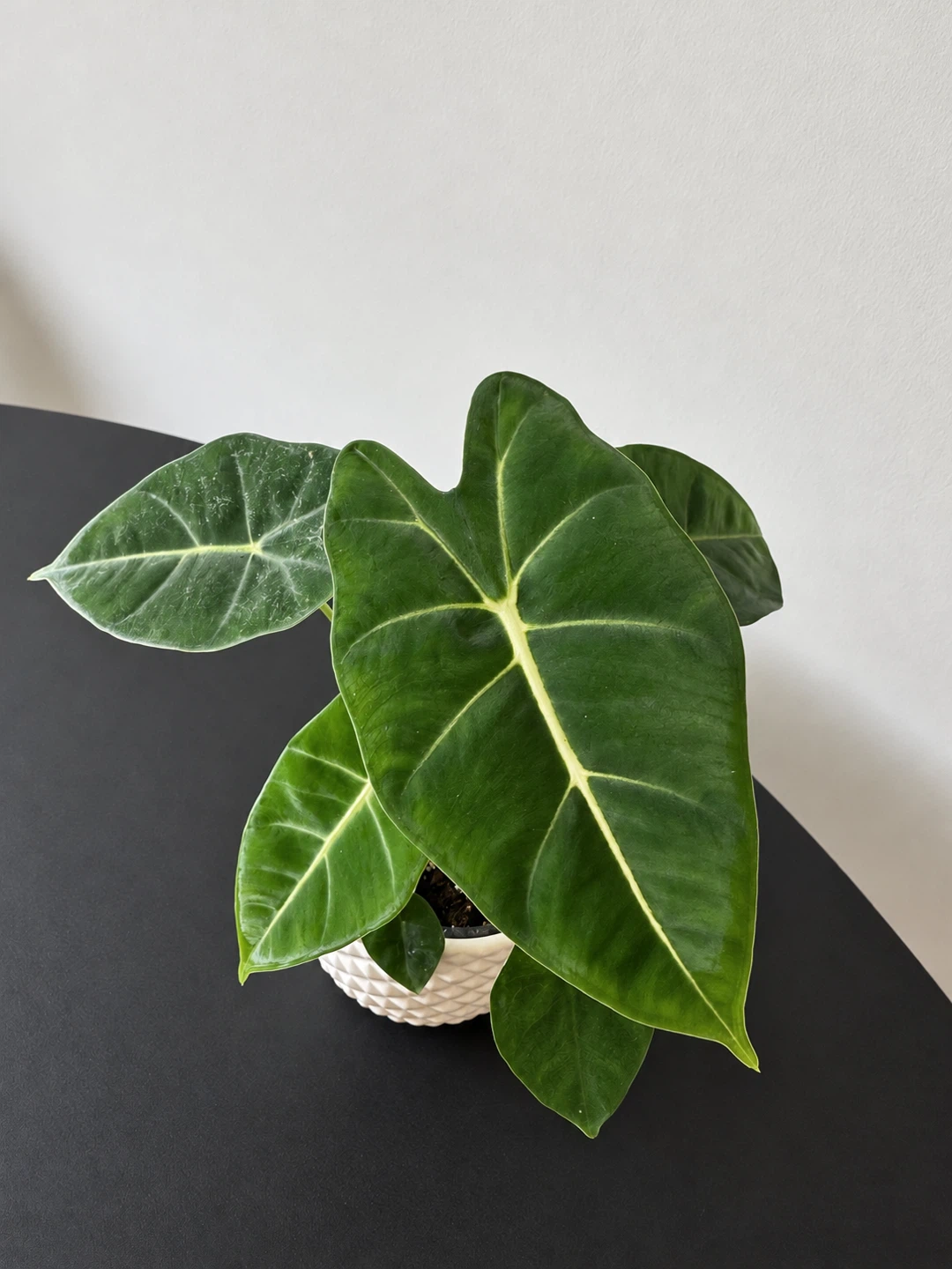 Alocasia Plant in Nursery Pot - photo 2
