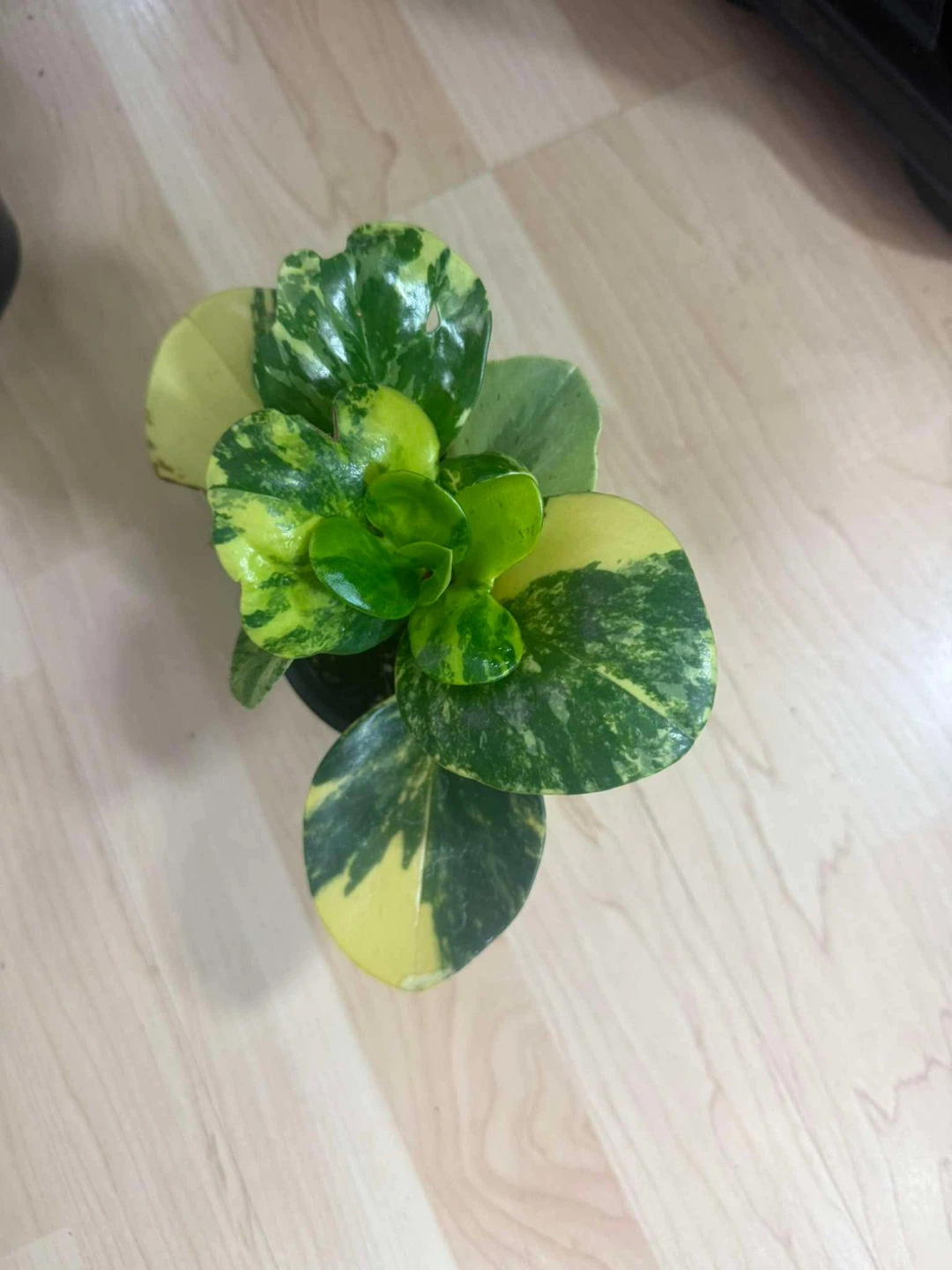 Variegated Peperomia Obtusifolia