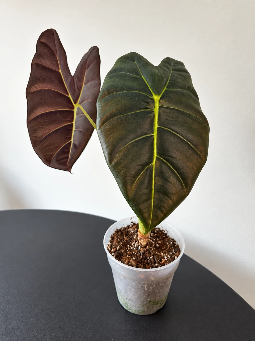 Large Alocasia Golden Bone Pot Included