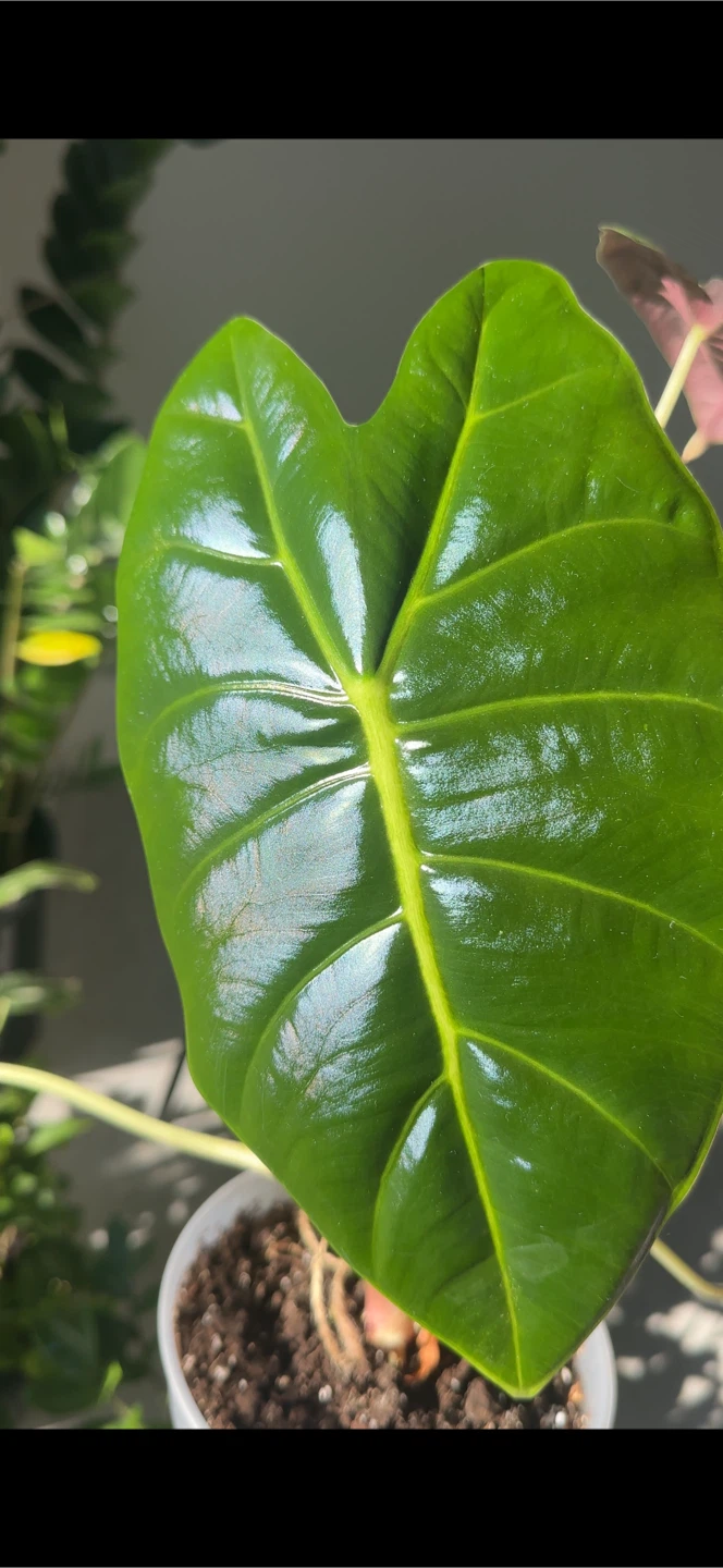Large Alocasia Golden Bone Pot Included - photo 2