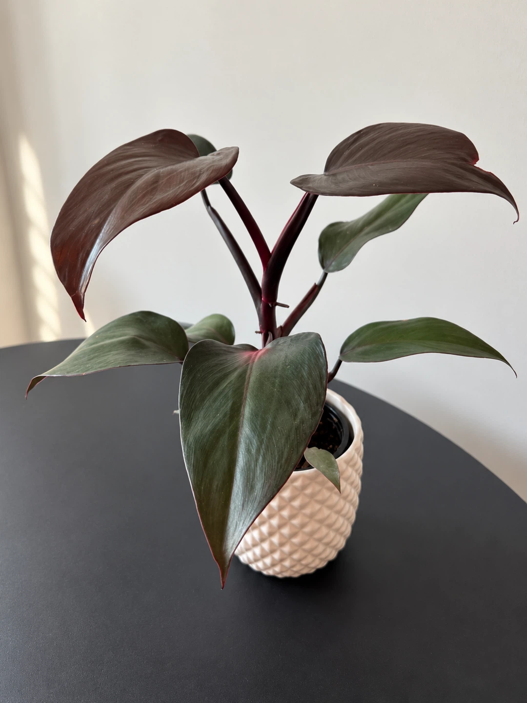 Philodendron Dark Lord