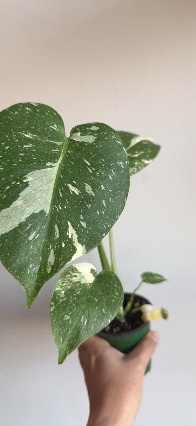 Monstera Thai Constellation Plant