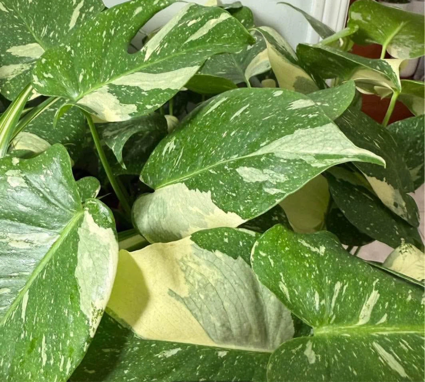 Monstera Thai Constellation Plant - photo 2