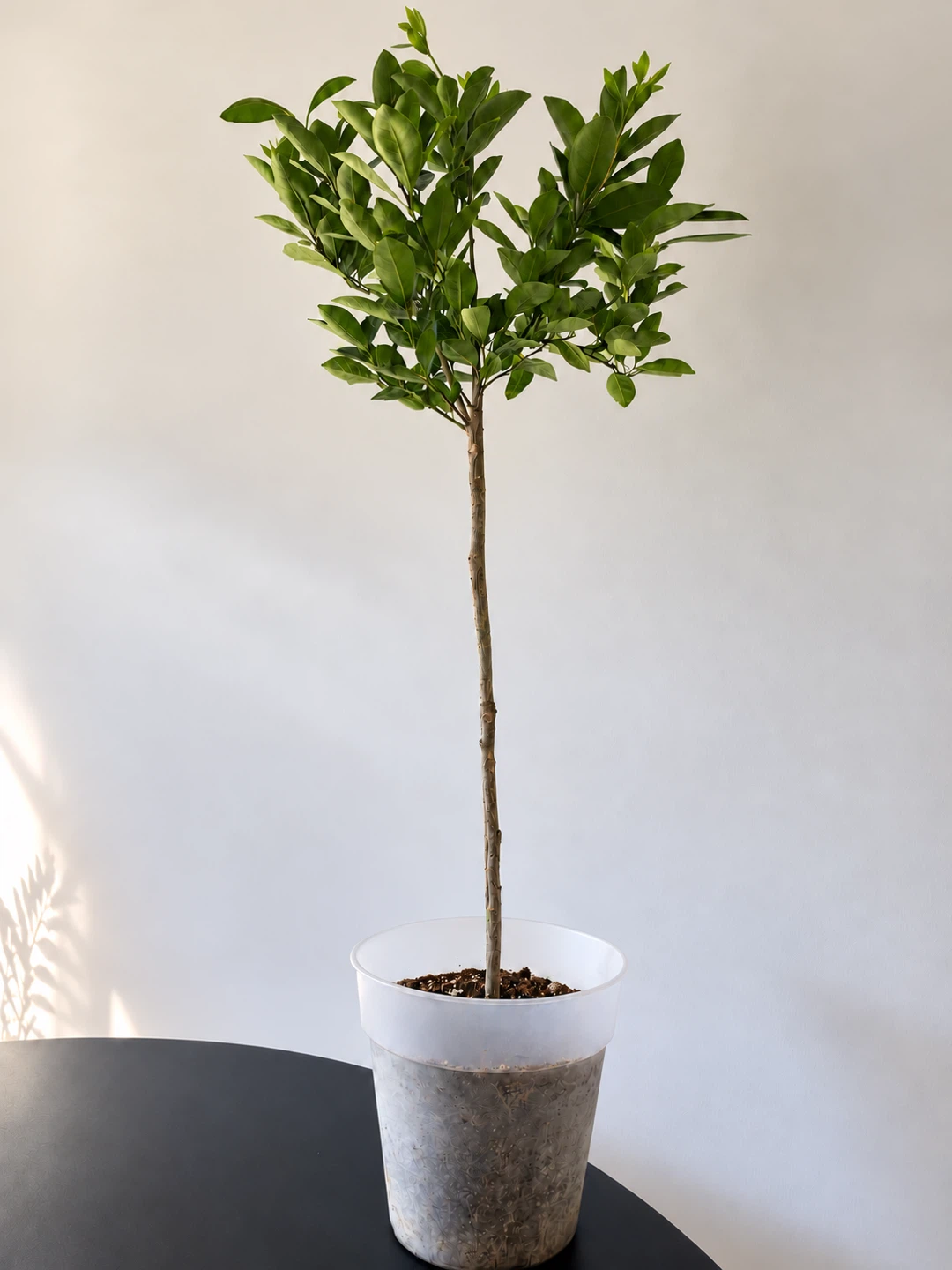 Calamondin Orange Tree – Lollipop Form Pot Included