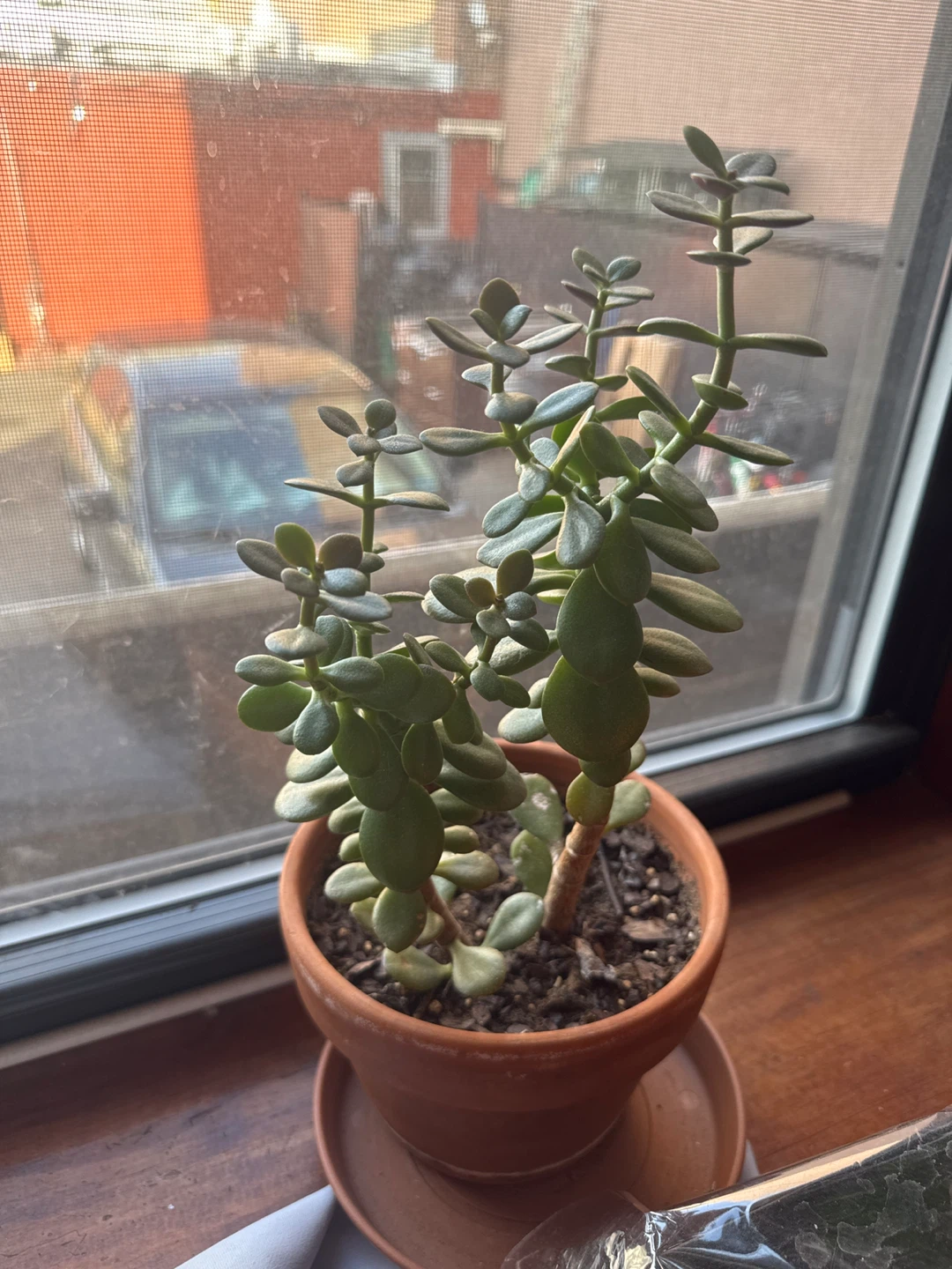 Jade Plant in Terracotta Pot