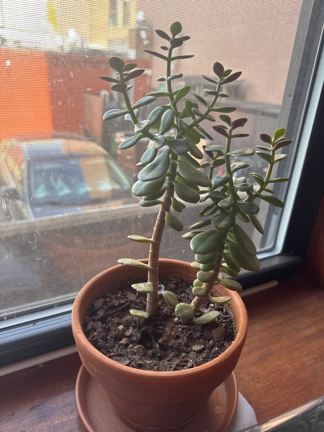 Jade Plant in Terracotta Pot - photo 2