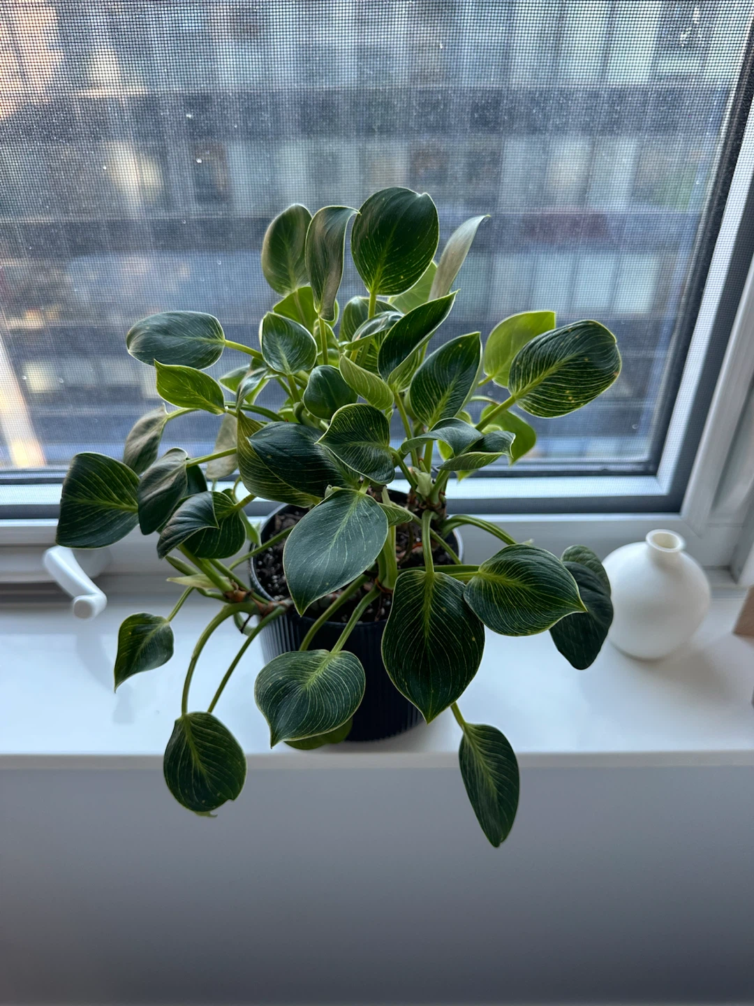 Philodendron Birkin Houseplant w Pot