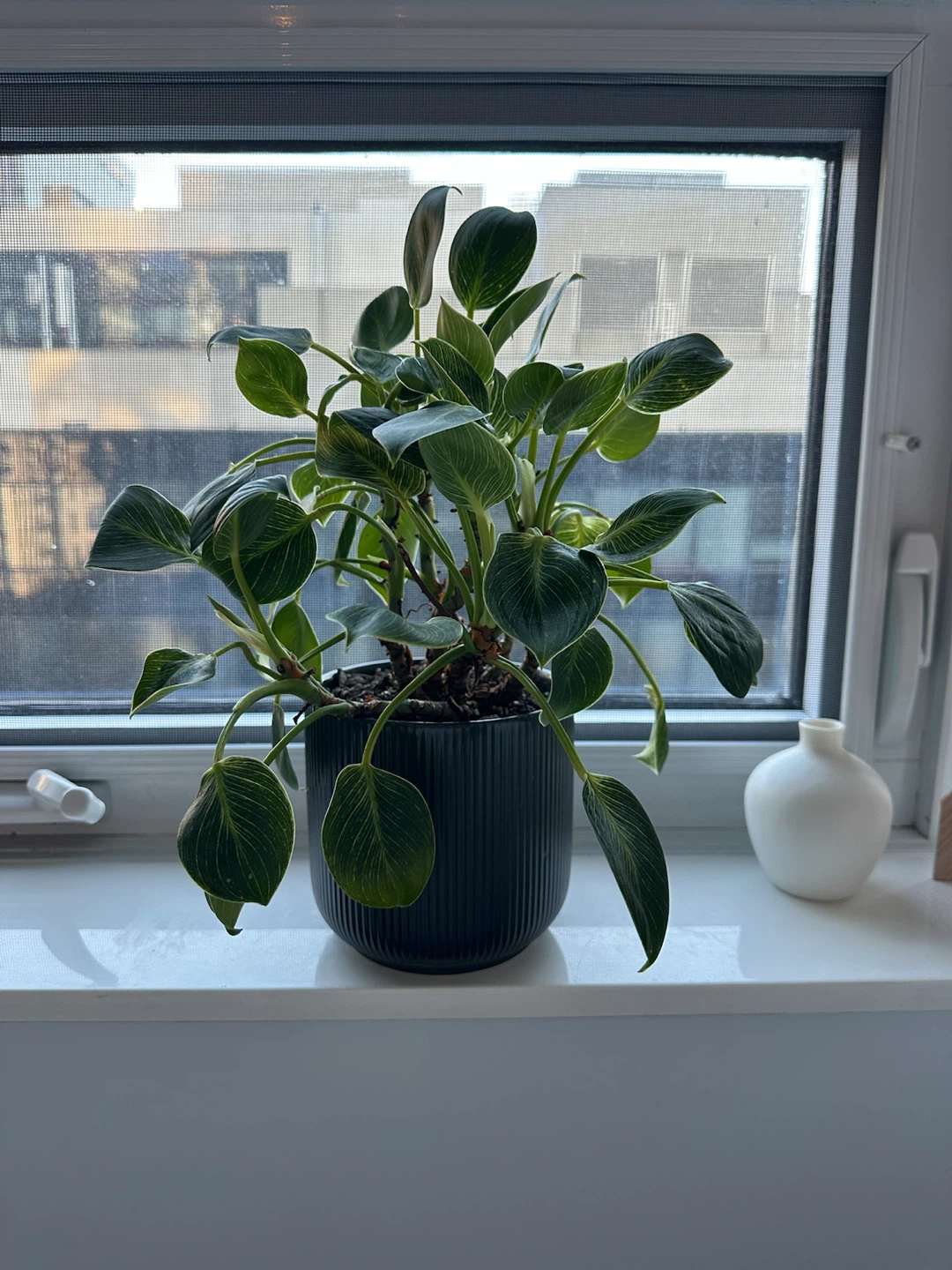 Philodendron Birkin Houseplant w Pot - photo 2