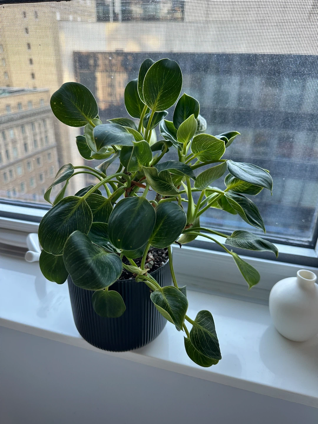 Philodendron Birkin Houseplant w Pot - photo 3