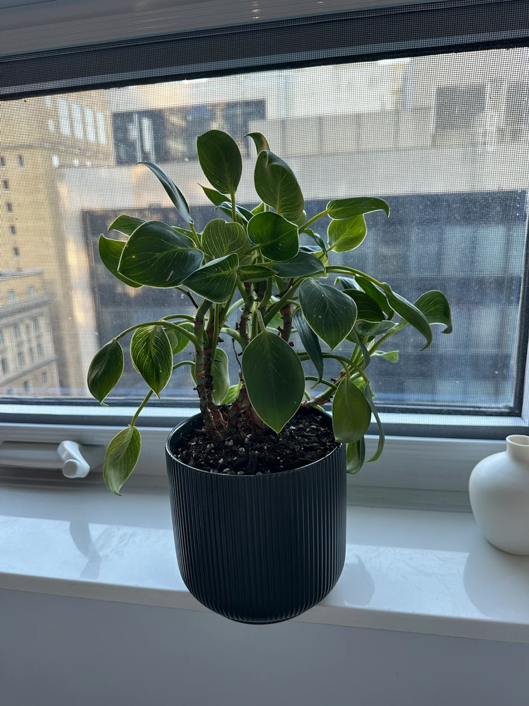 Philodendron Birkin Houseplant w Pot - photo 4