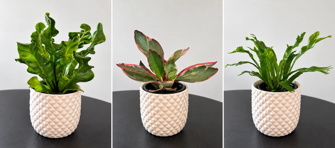 Set of Three Potted Indoor Plants