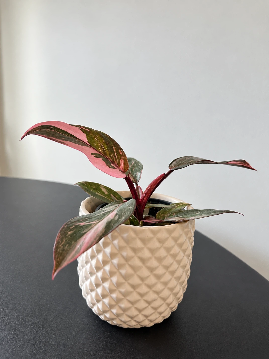 4″ Pink Princess Philodendron High Variegation