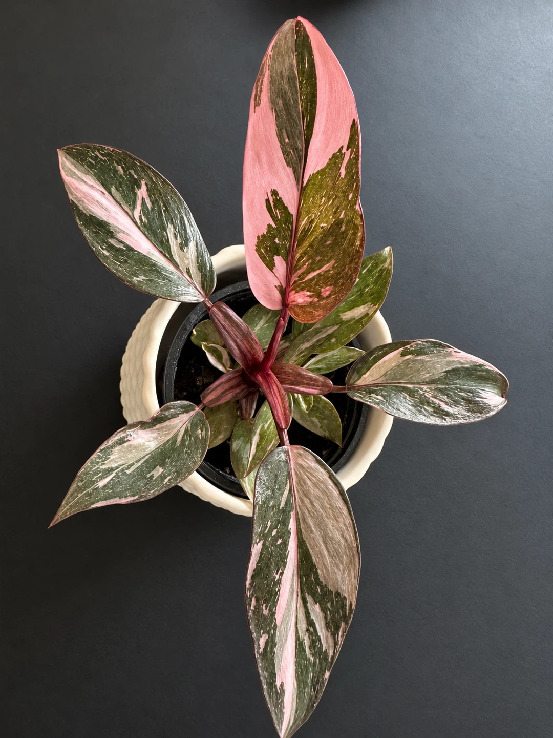 4″ Pink Princess Philodendron High Variegation - photo 2