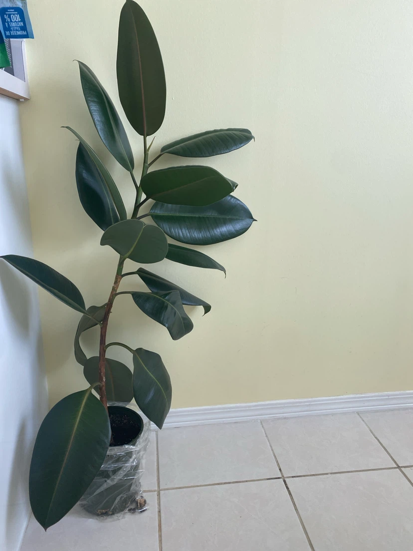 Healthy Rubber Plant - photo 2