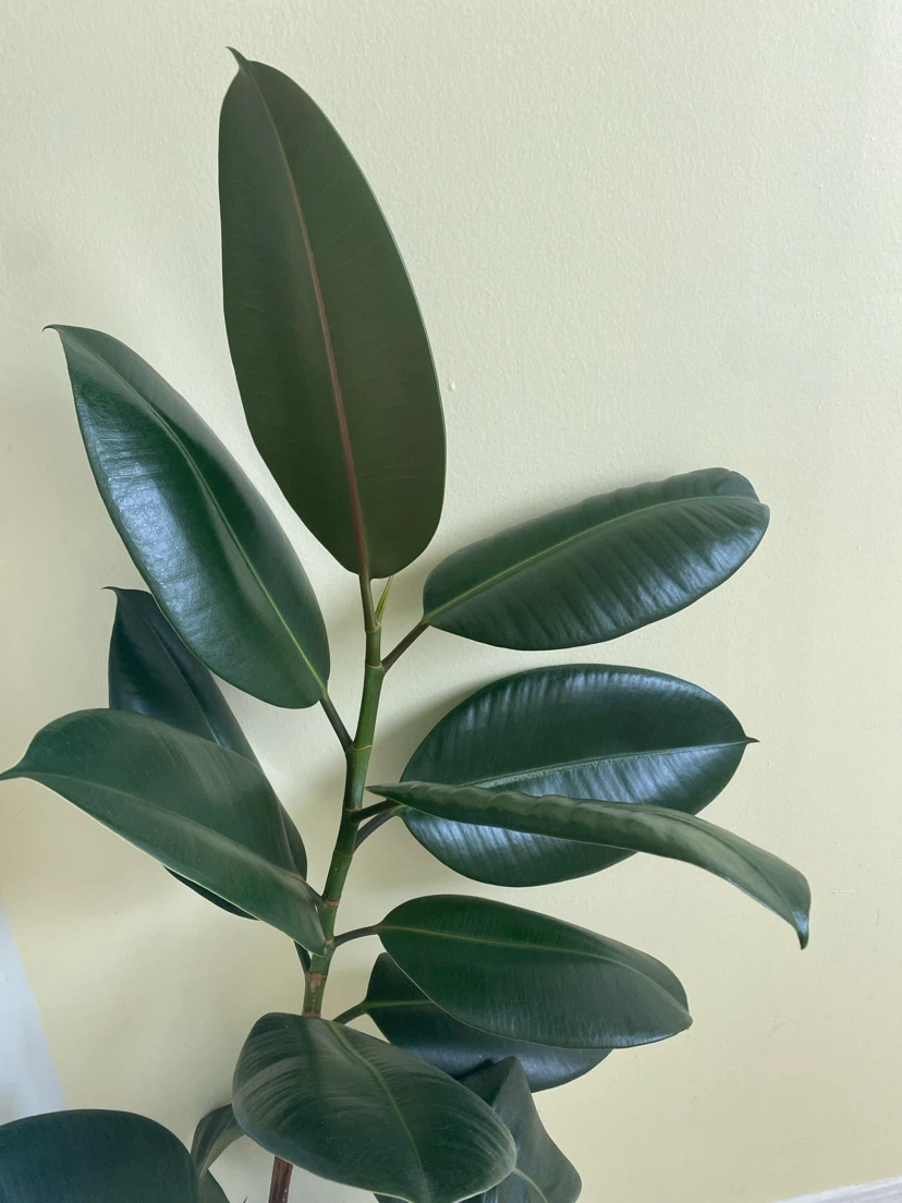 Healthy Rubber Plant - photo 3