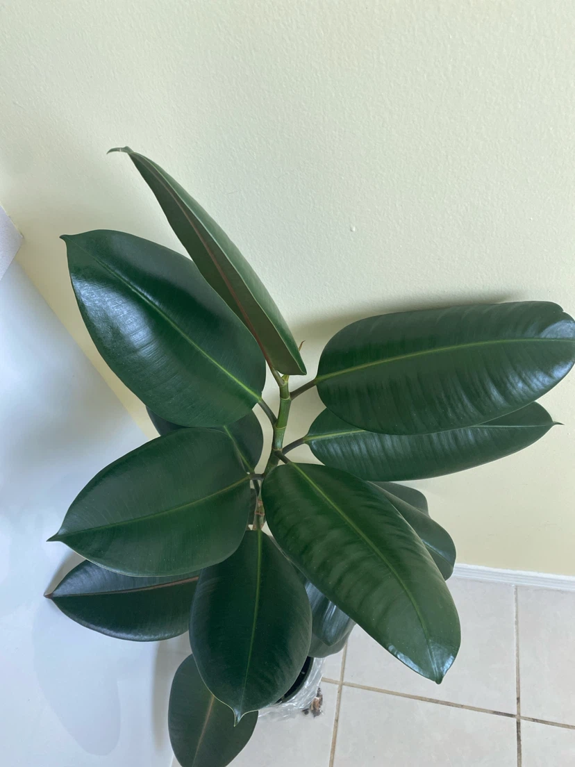 Healthy Rubber Plant