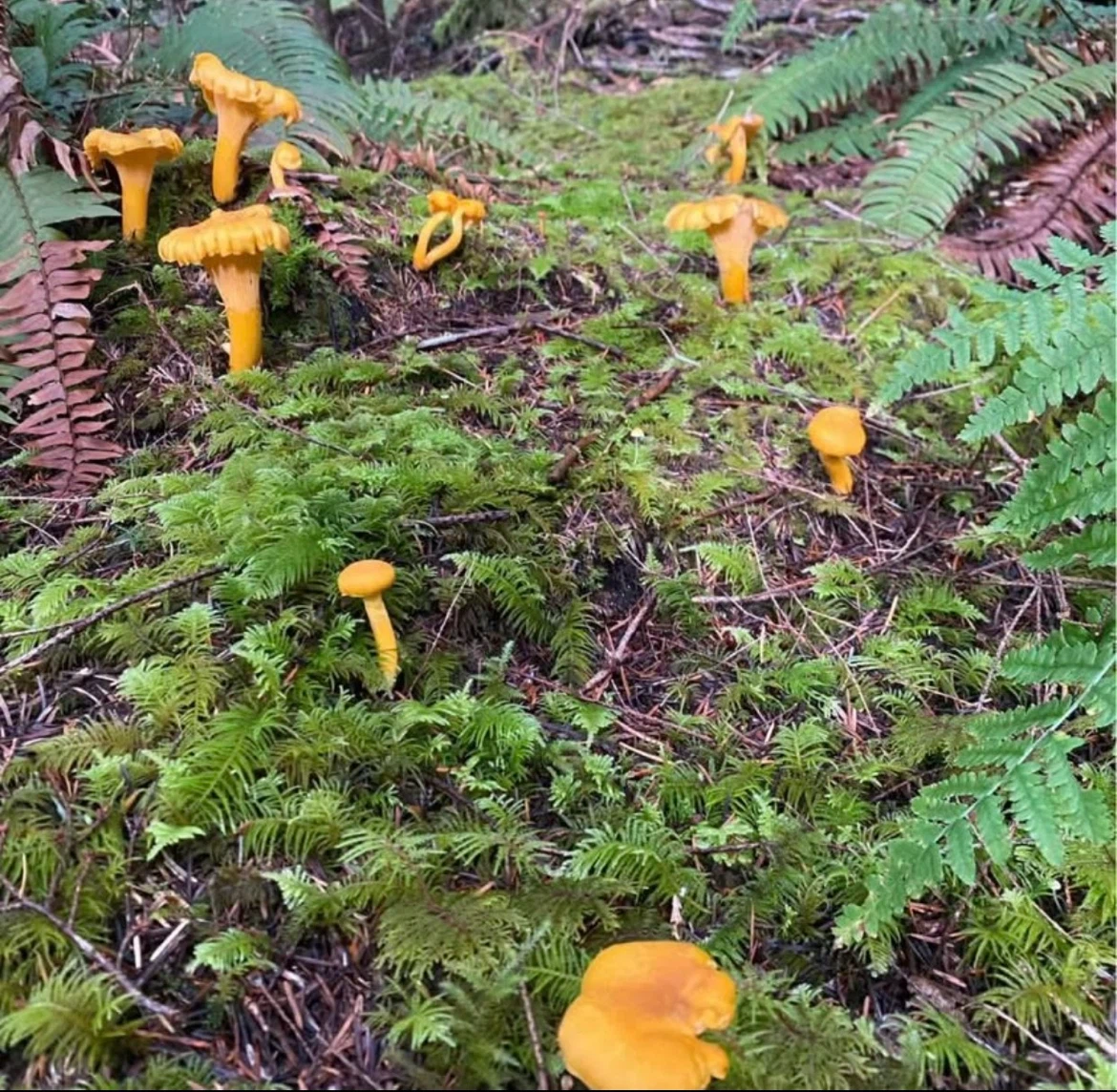 Chanterelle mushrooms