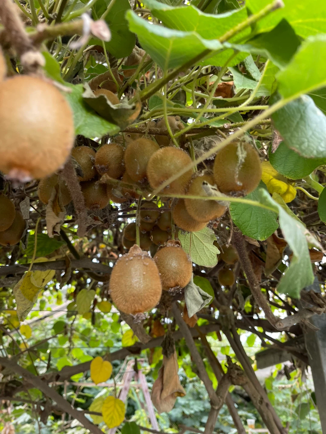 Fresh Homegrown Kiwi Fruit