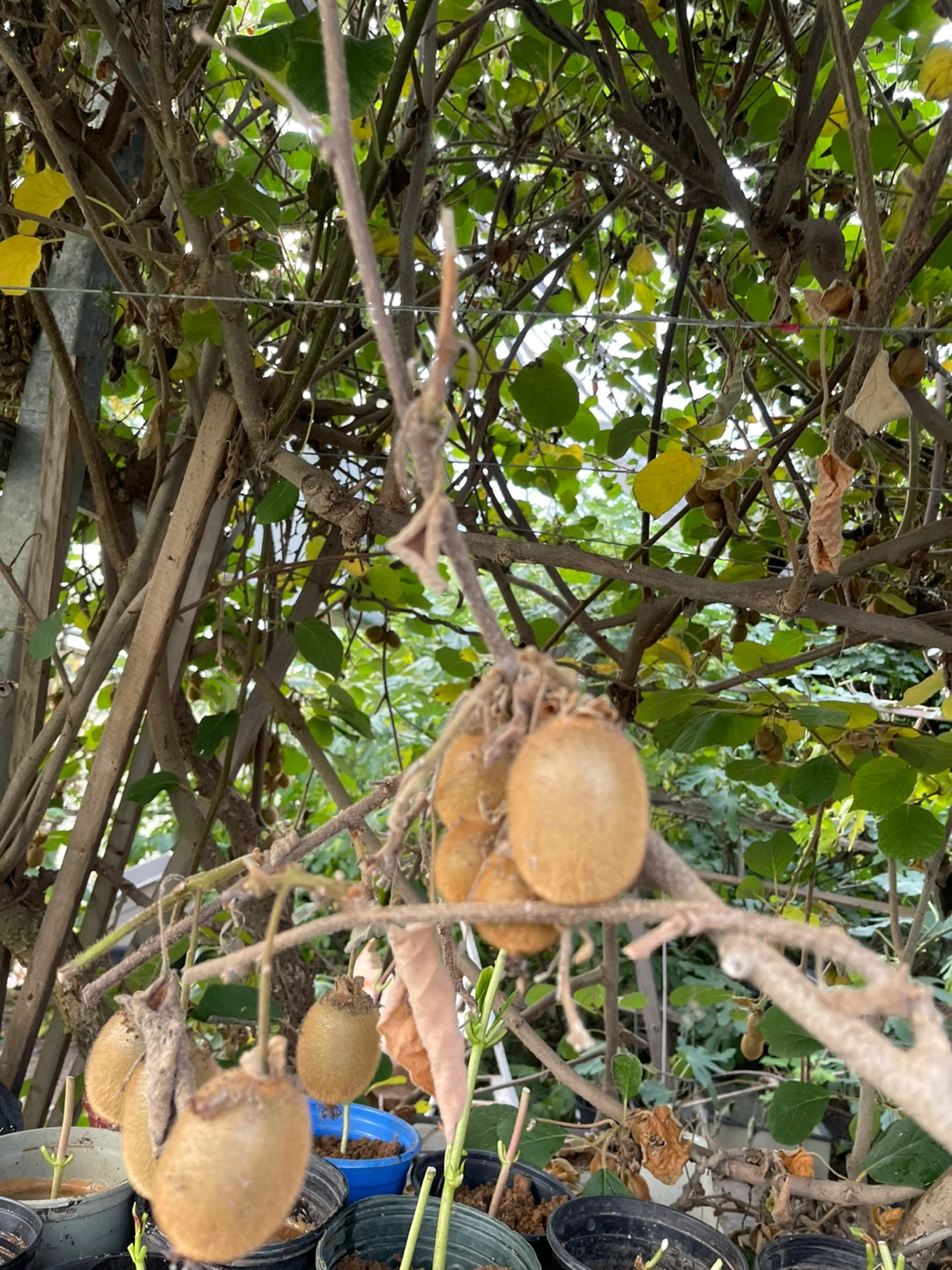 Fresh Homegrown Kiwi Fruit - photo 2