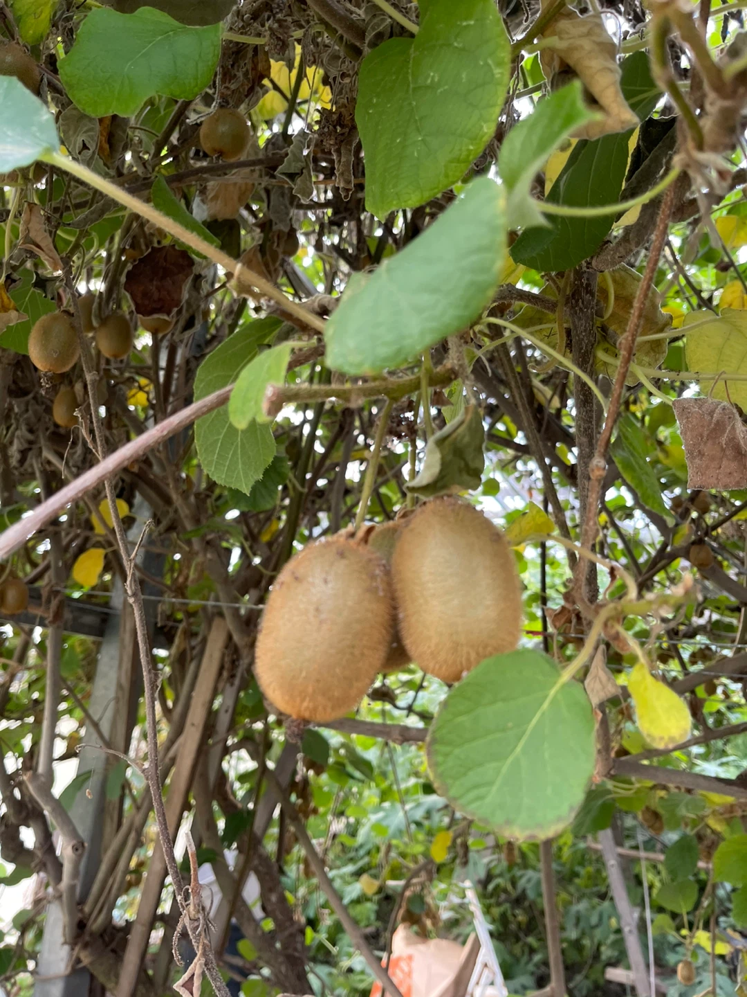 Fresh Homegrown Kiwi Fruit - photo 3