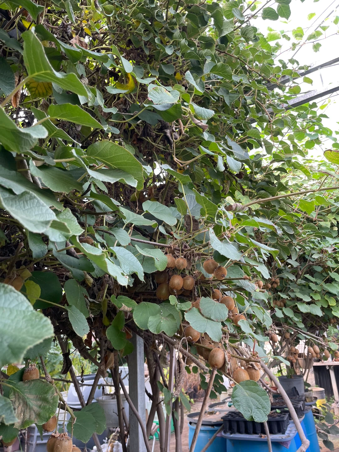 Fresh Homegrown Kiwi Fruit - photo 4