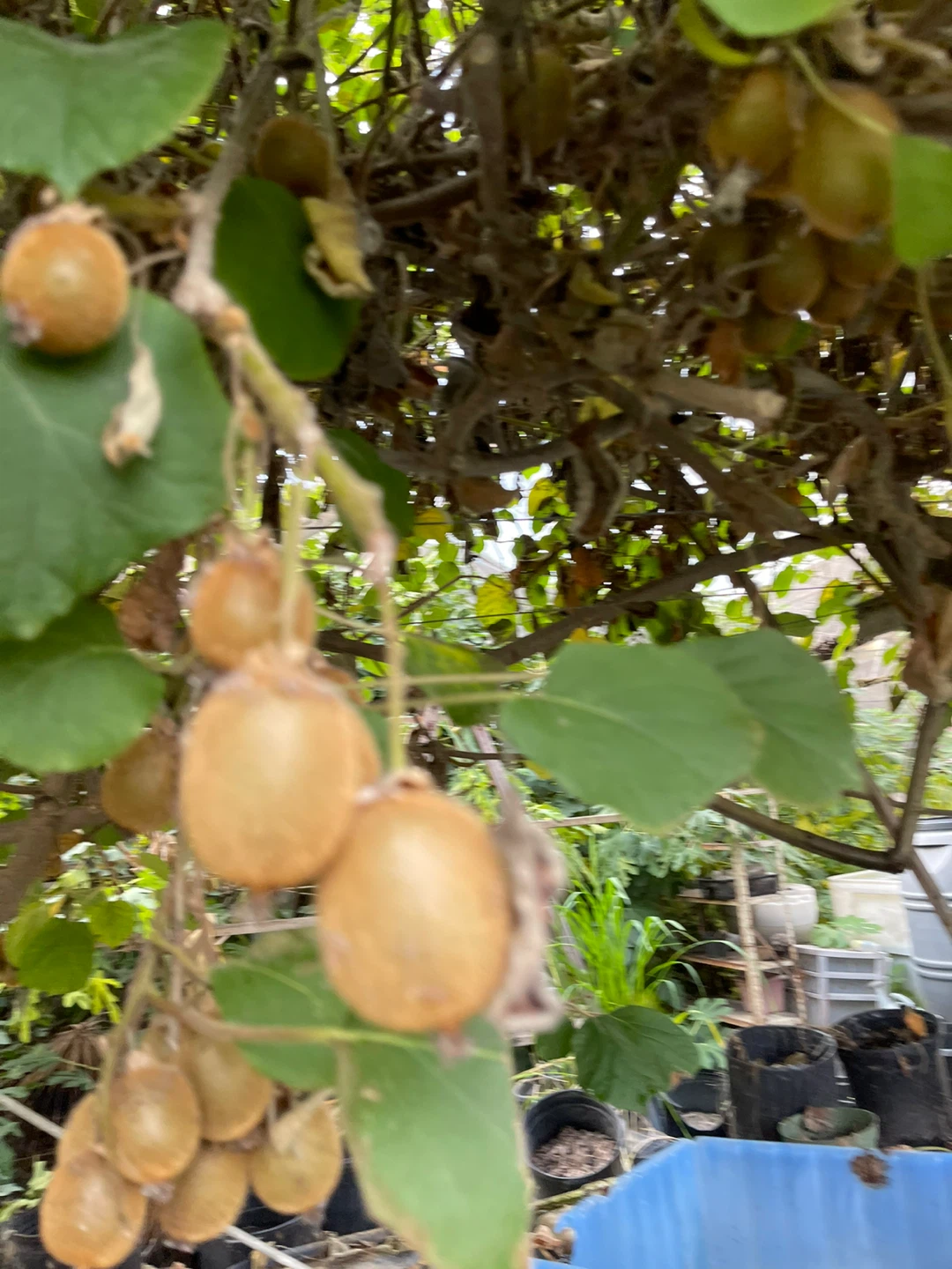 Fresh Homegrown Kiwi Fruit - photo 5