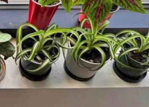 Spider Plants