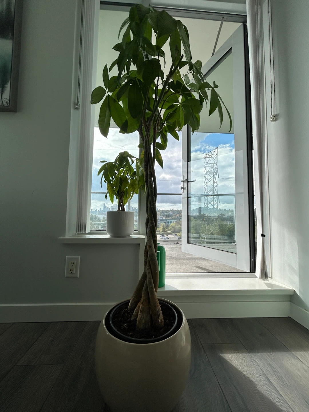Large/ small Money Trees -Pots Included