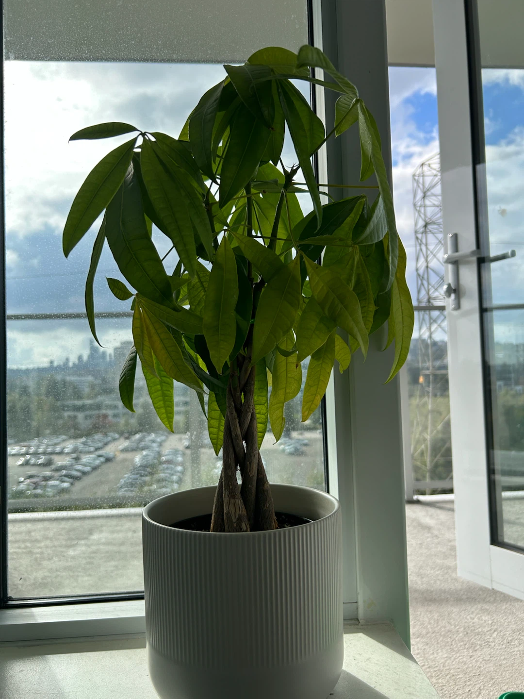 Large/ small Money Trees -Pots Included - photo 2