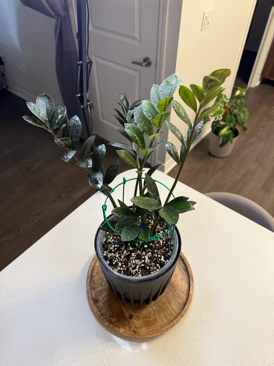 Raven ZZ Plant