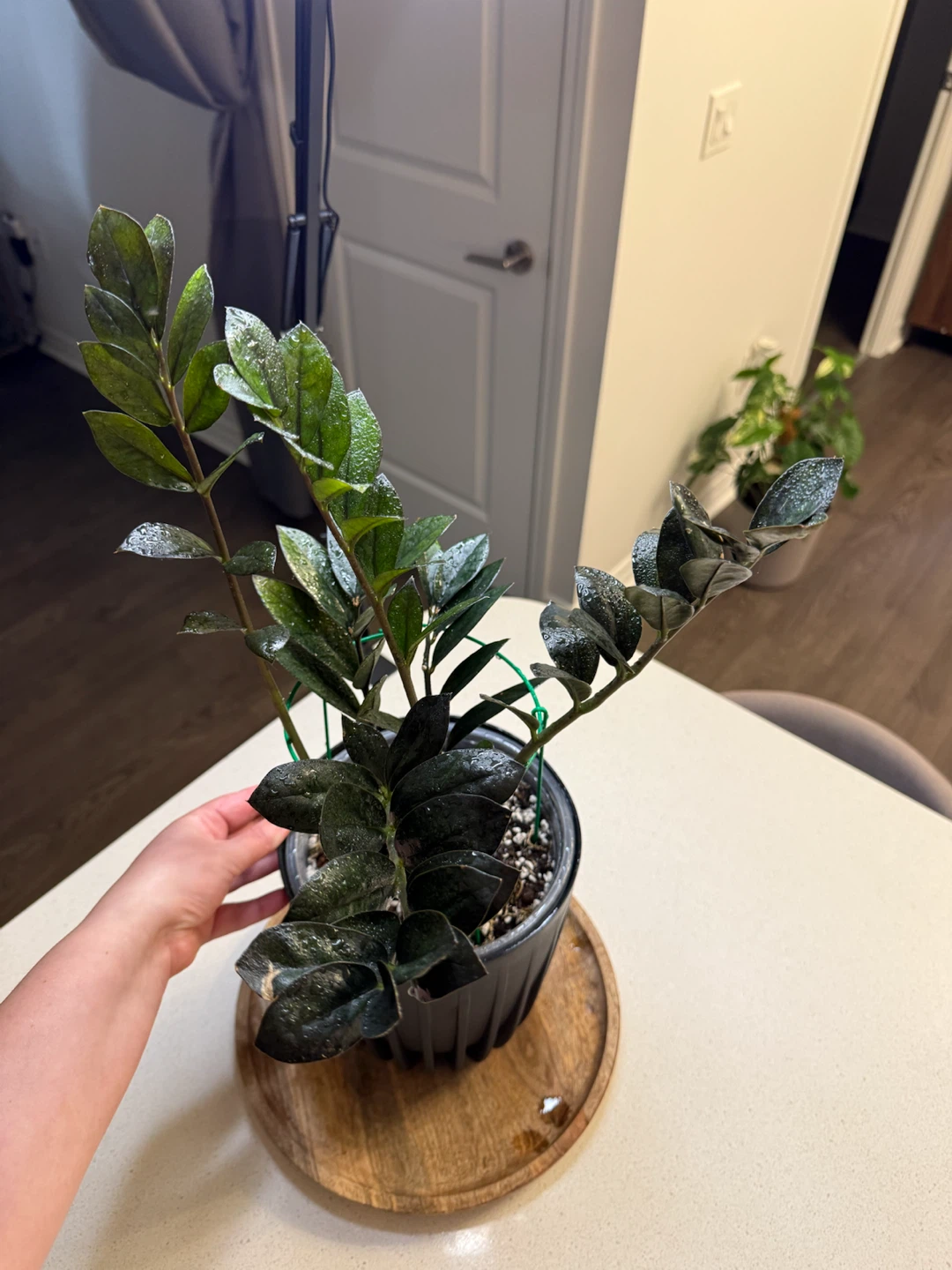 Raven ZZ Plant - photo 2
