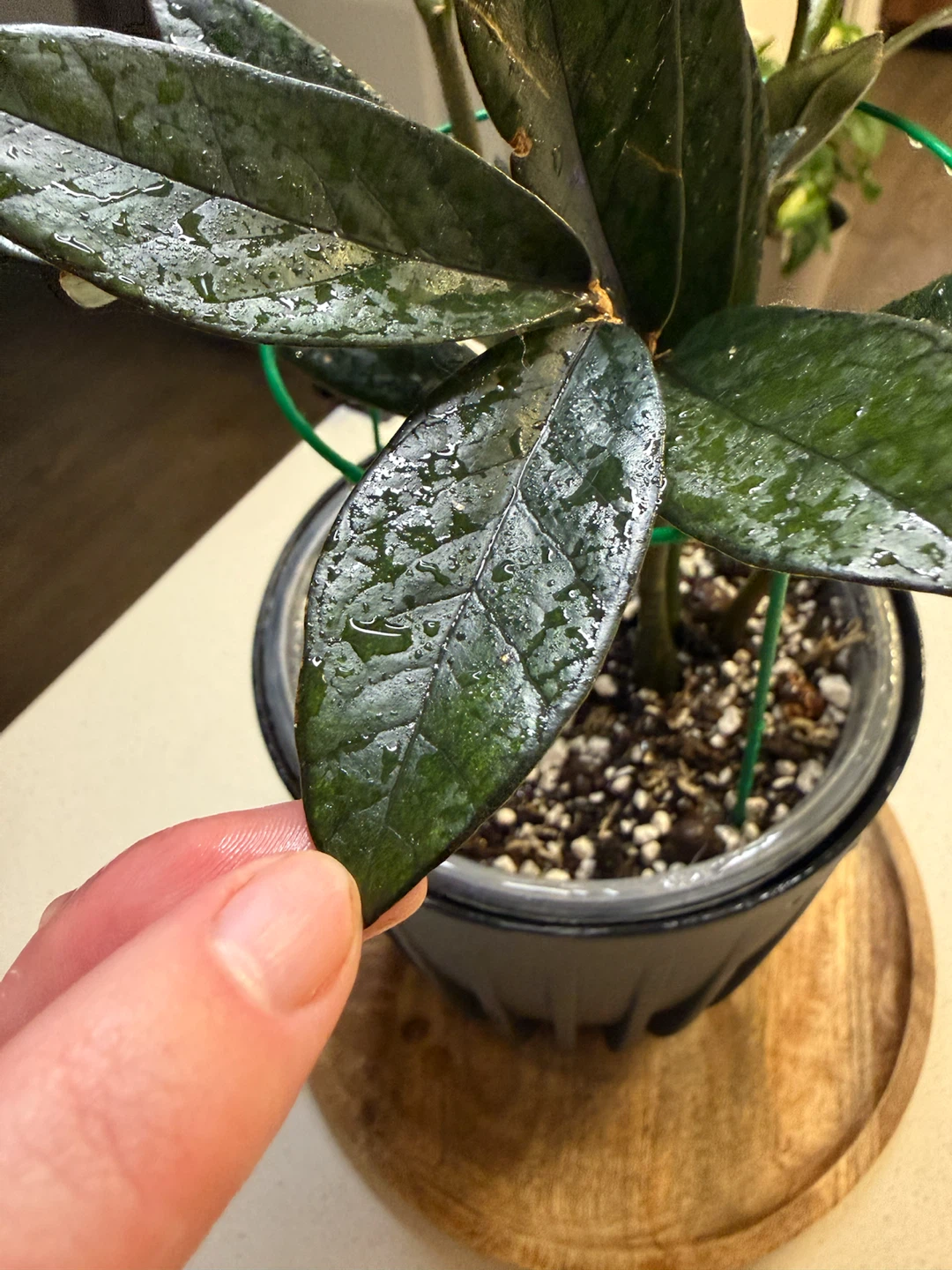 Raven ZZ Plant - photo 3