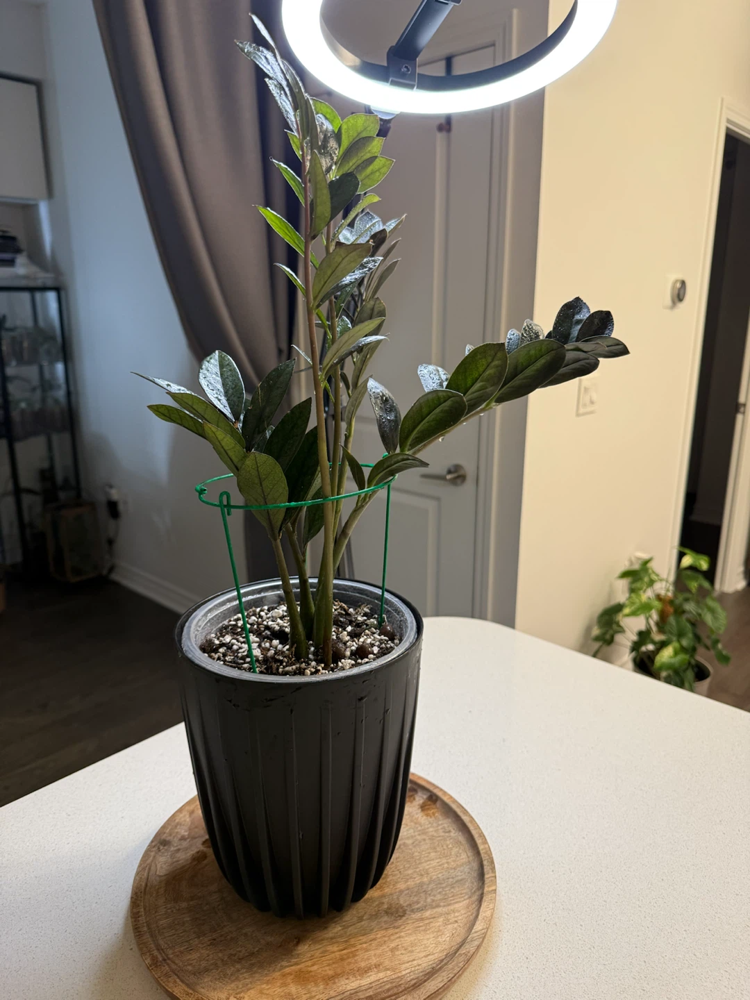 Raven ZZ Plant - photo 4