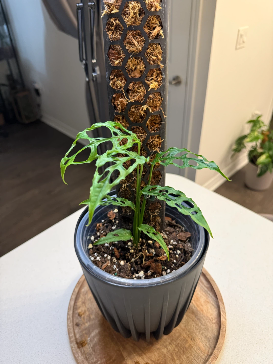 Monstera oblique on moss pole