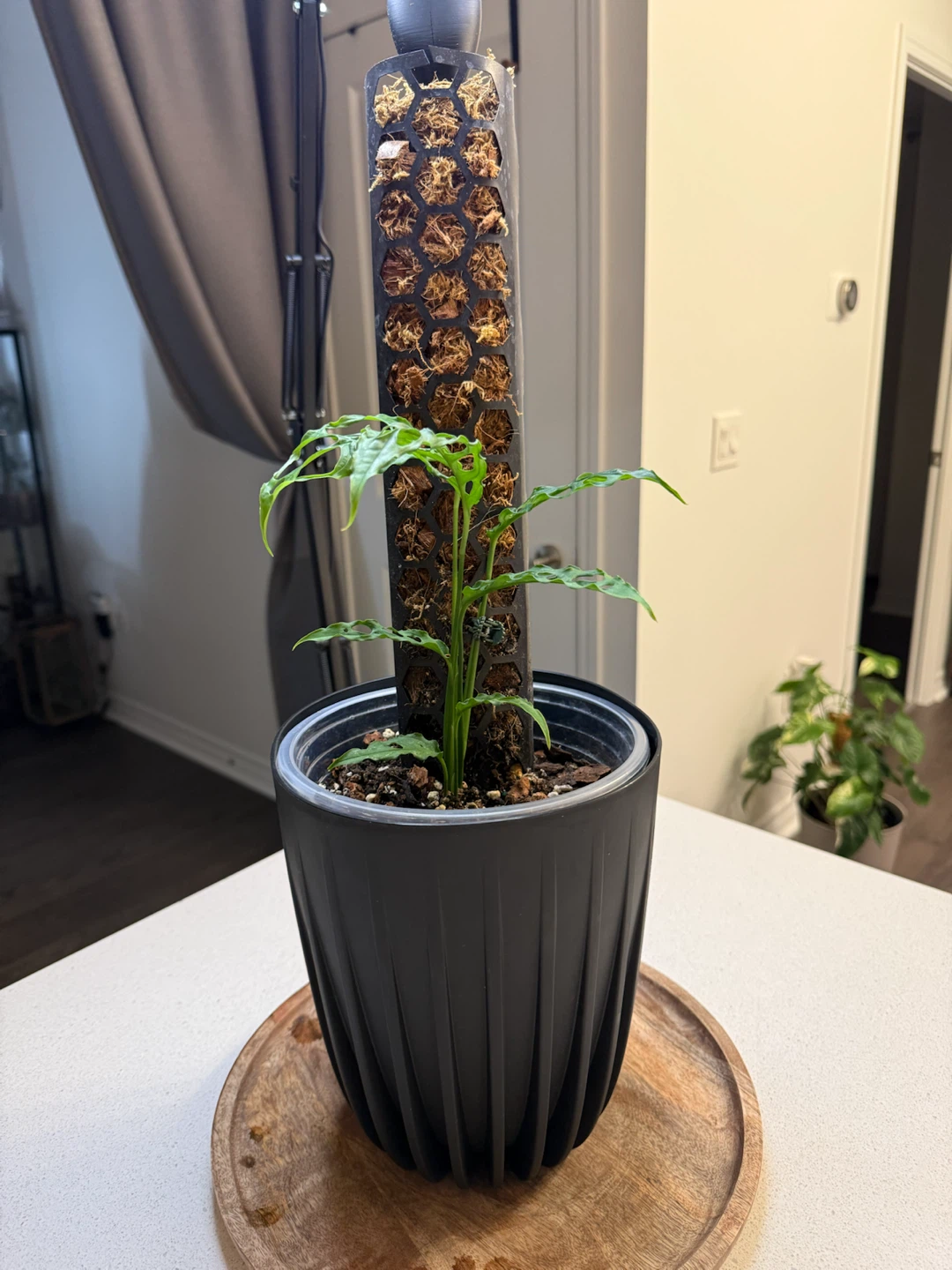 Monstera oblique on moss pole - photo 2