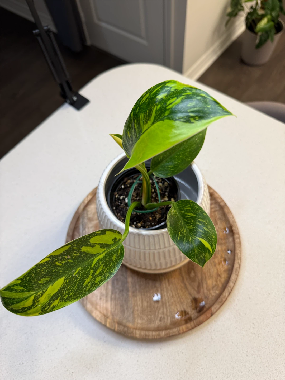 Variegated Philodendron Nuclear Congo