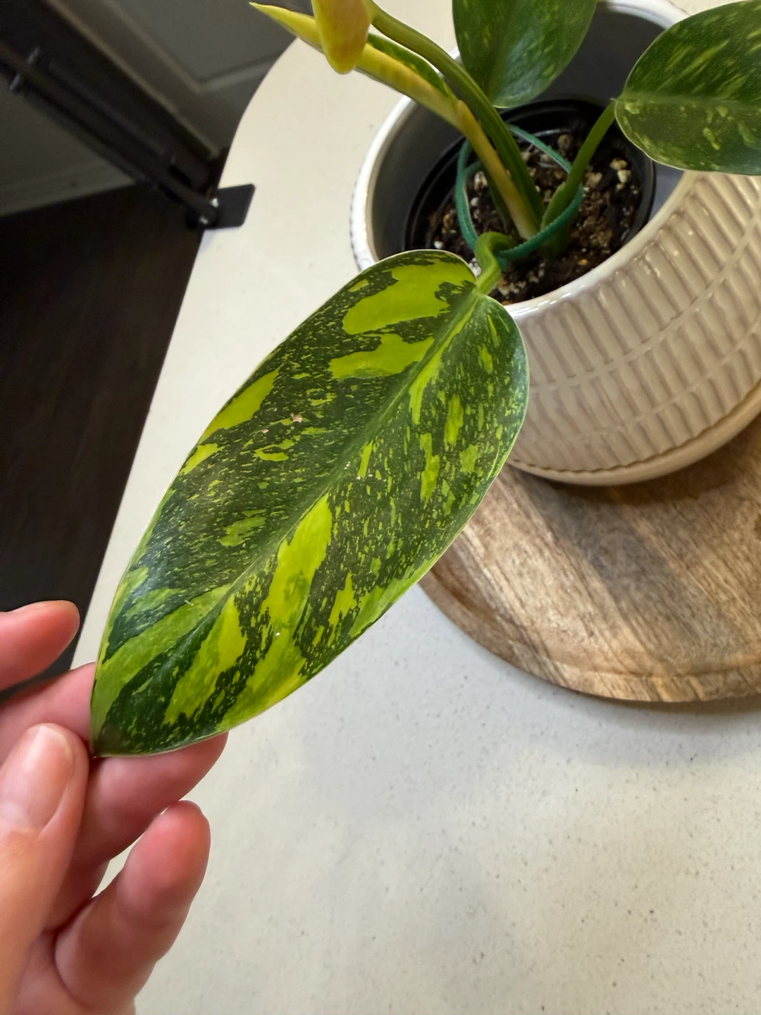 Variegated Philodendron Nuclear Congo - photo 2