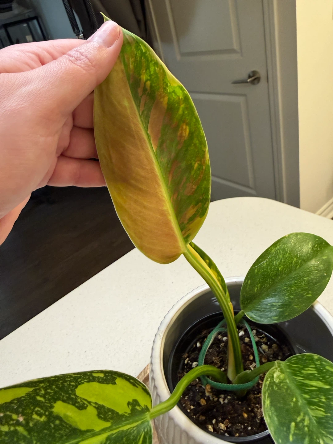 Variegated Philodendron Nuclear Congo - photo 3
