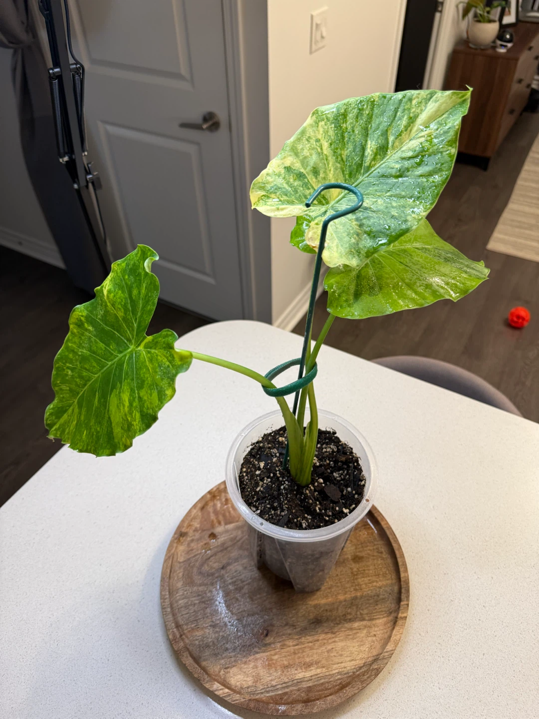 Variegated Alocasia Gageana Aurea