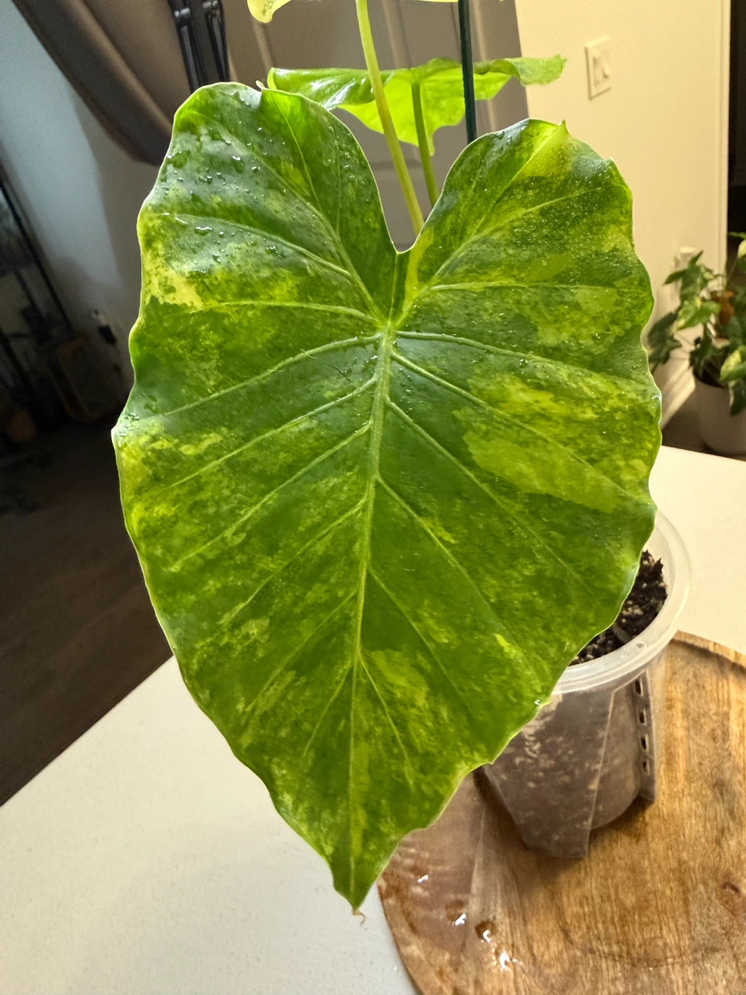 Variegated Alocasia Gageana Aurea - photo 2